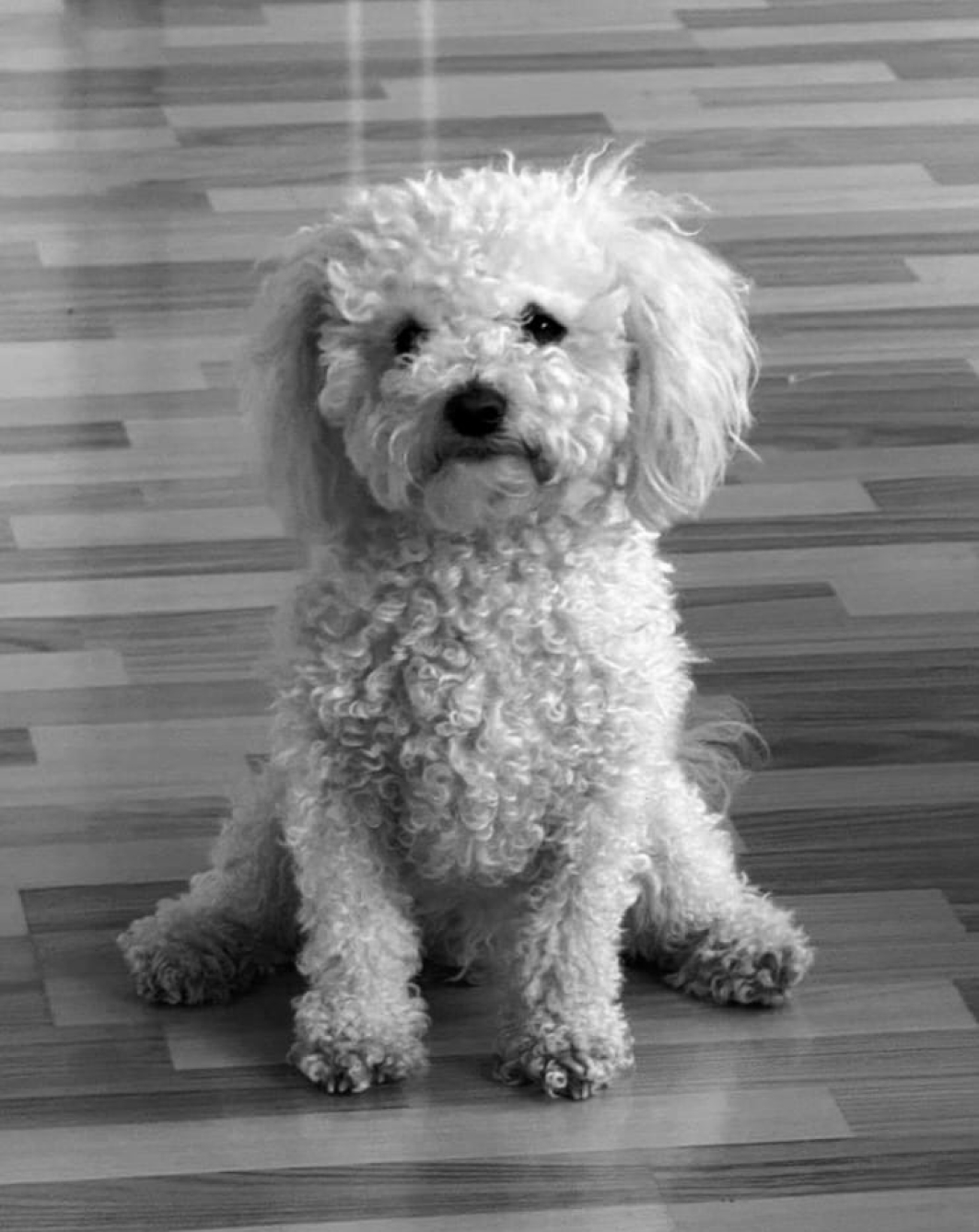 Tascha